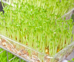 巴蜀生鲜系列：蜀味鲜果系列；